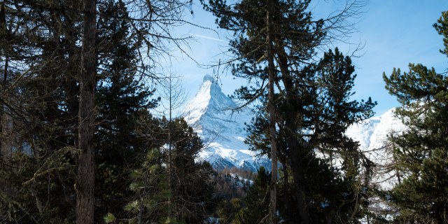 Matterhorn za drevesi